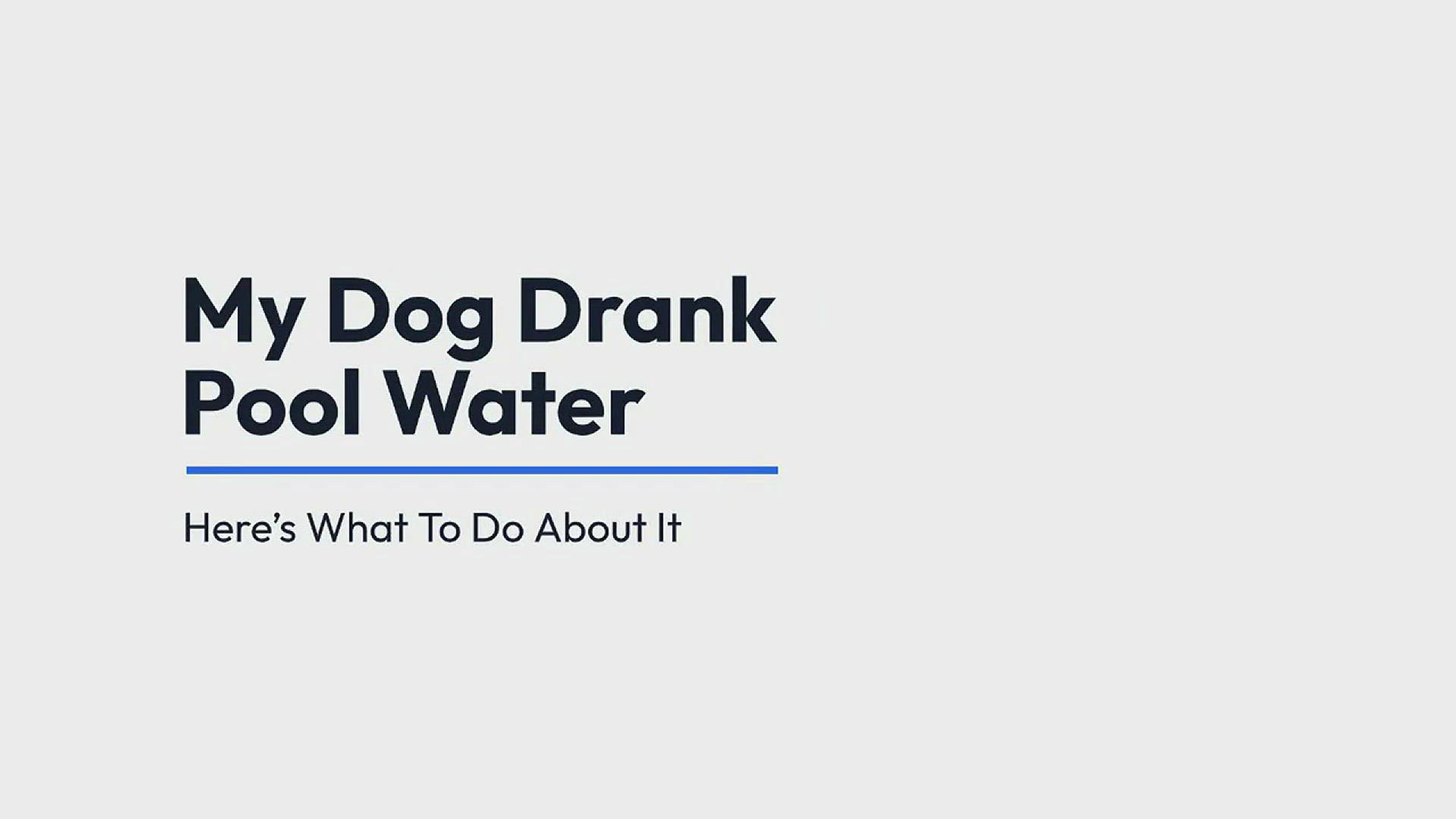 'Video thumbnail for My Dog Drank Pool Water'