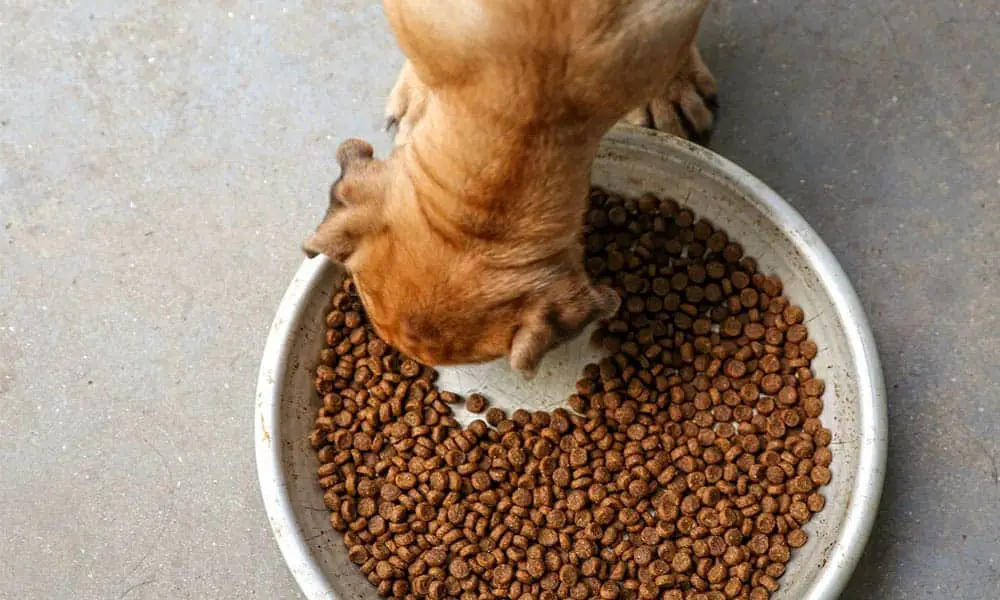 Can Dogs Share Food Bowls? Is It Safe? Mr Dog Food