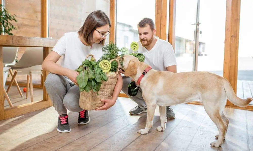 canned-dog-food-mr-dog-food