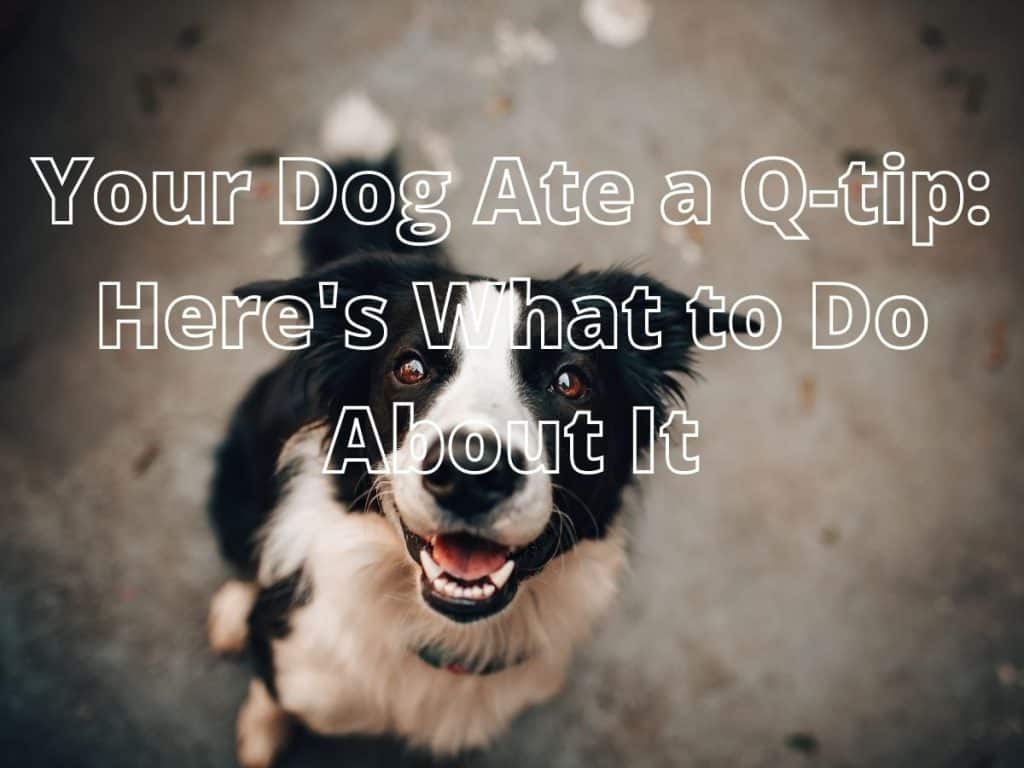 Your Dog Ate a Qtip Here’s What to Do About It Mr Dog Food