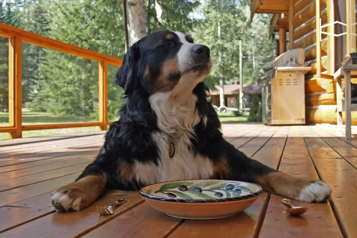 is it okay for dogs to eat human food