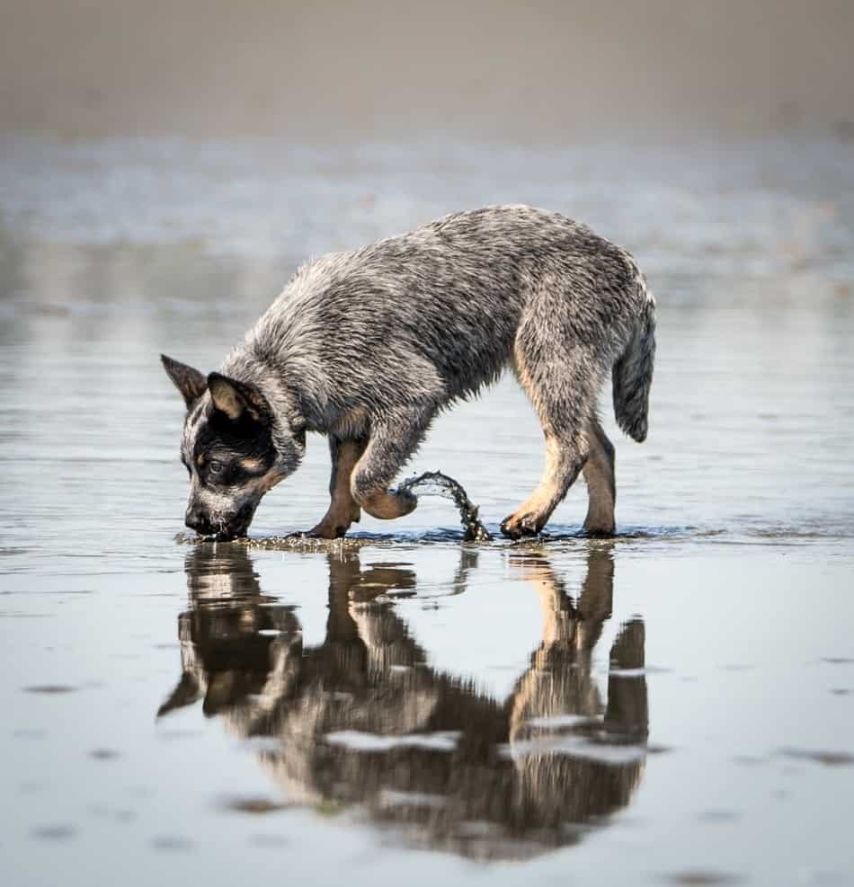 What To Do If Dog Ate Spoiled Food At Home