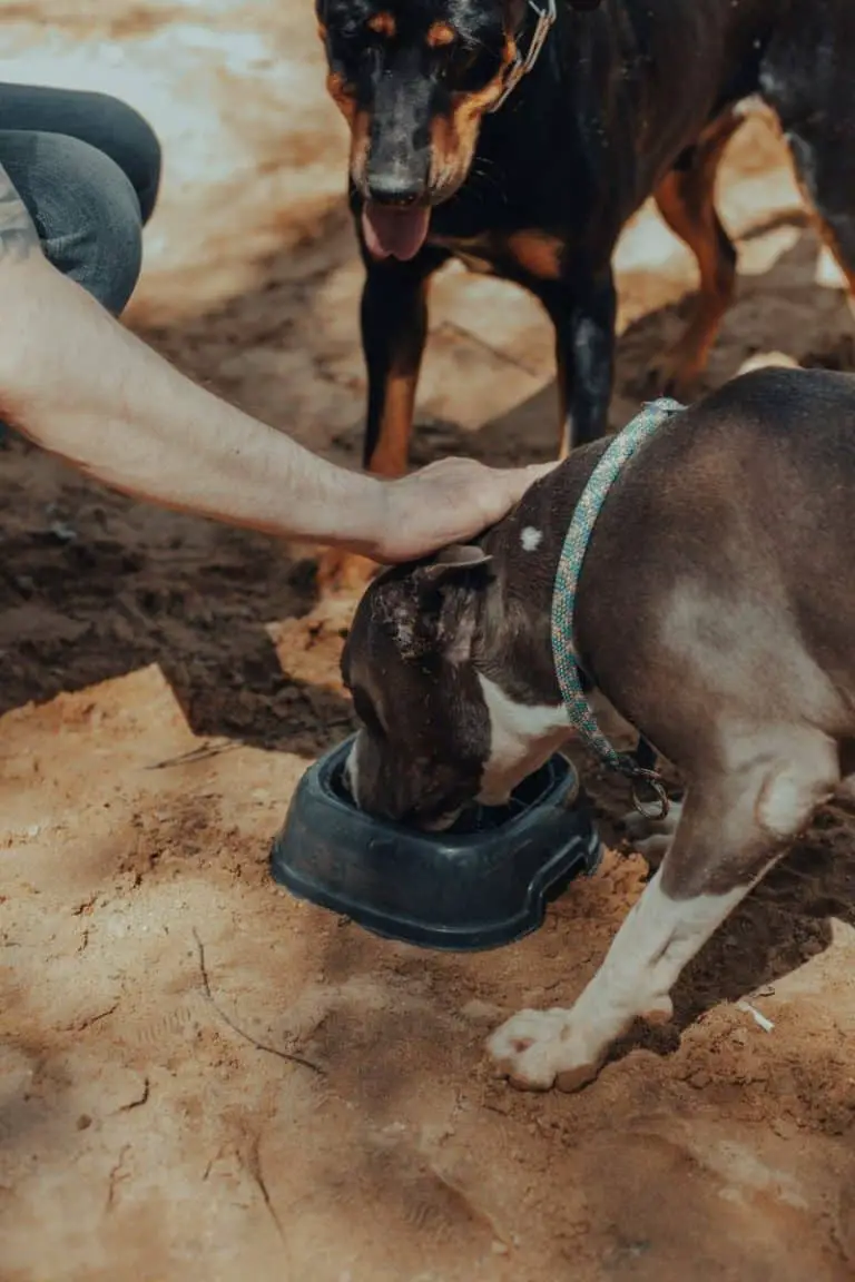 does-canned-dog-food-cause-loose-stools-the-truth-revealed-mr-dog-food