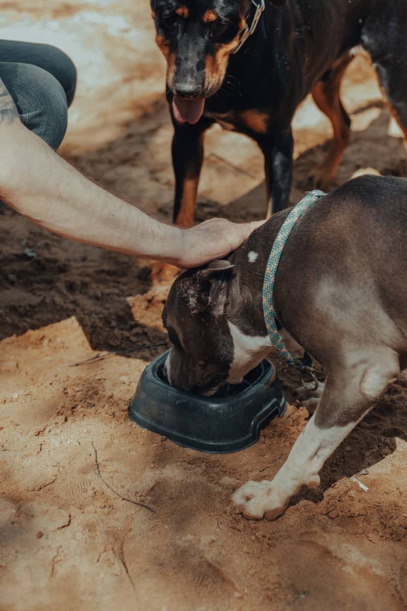 Does Canned Dog Food Cause Loose Stools The Truth Revealed Mr Dog Food