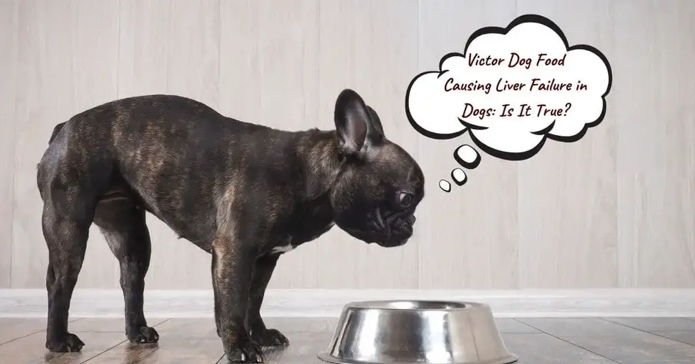 Victor Dog Food Causing Liver Failure In Dogs Is It True Mr Dog Food Victor Dog Food Causing Liver Failure In Dogs Is It True Mr Dog Food