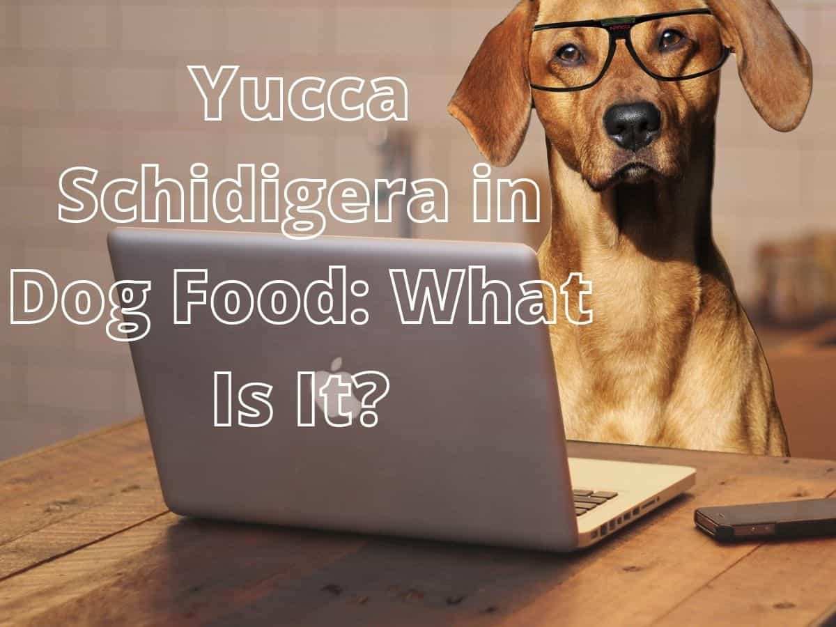 Yucca Schidigera in Dog Food What Is It? Mr Dog Food