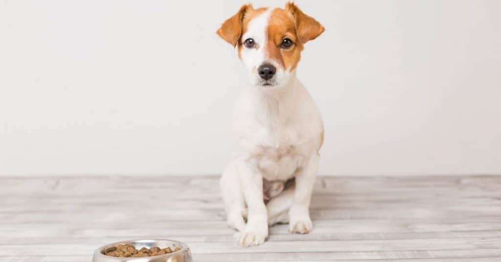 mooi zo Schrijfmachine Verfrissend Purina Pro Plan vs. Eukanuba: The Pros and Cons of Each – Mr Dog Food