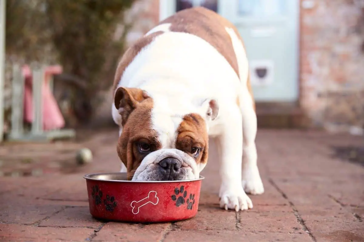 Common Ingredients of Canned Dog Food Revealed – Mr Dog Food