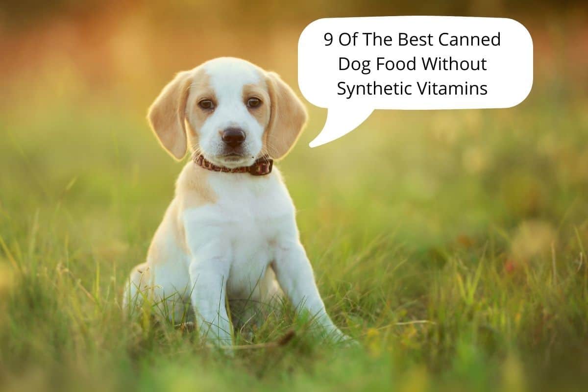 9 Of The Best Canned Dog Food Without Synthetic Vitamins Mr Dog Food