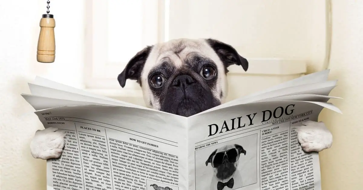 5 Foods That Can Constipate Dogs (Beware These Foods) Mr Dog Food