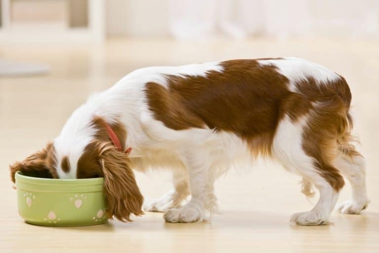 4 Reasons Why Your Dog Will Only Eat Late at Night – Mr Dog Food