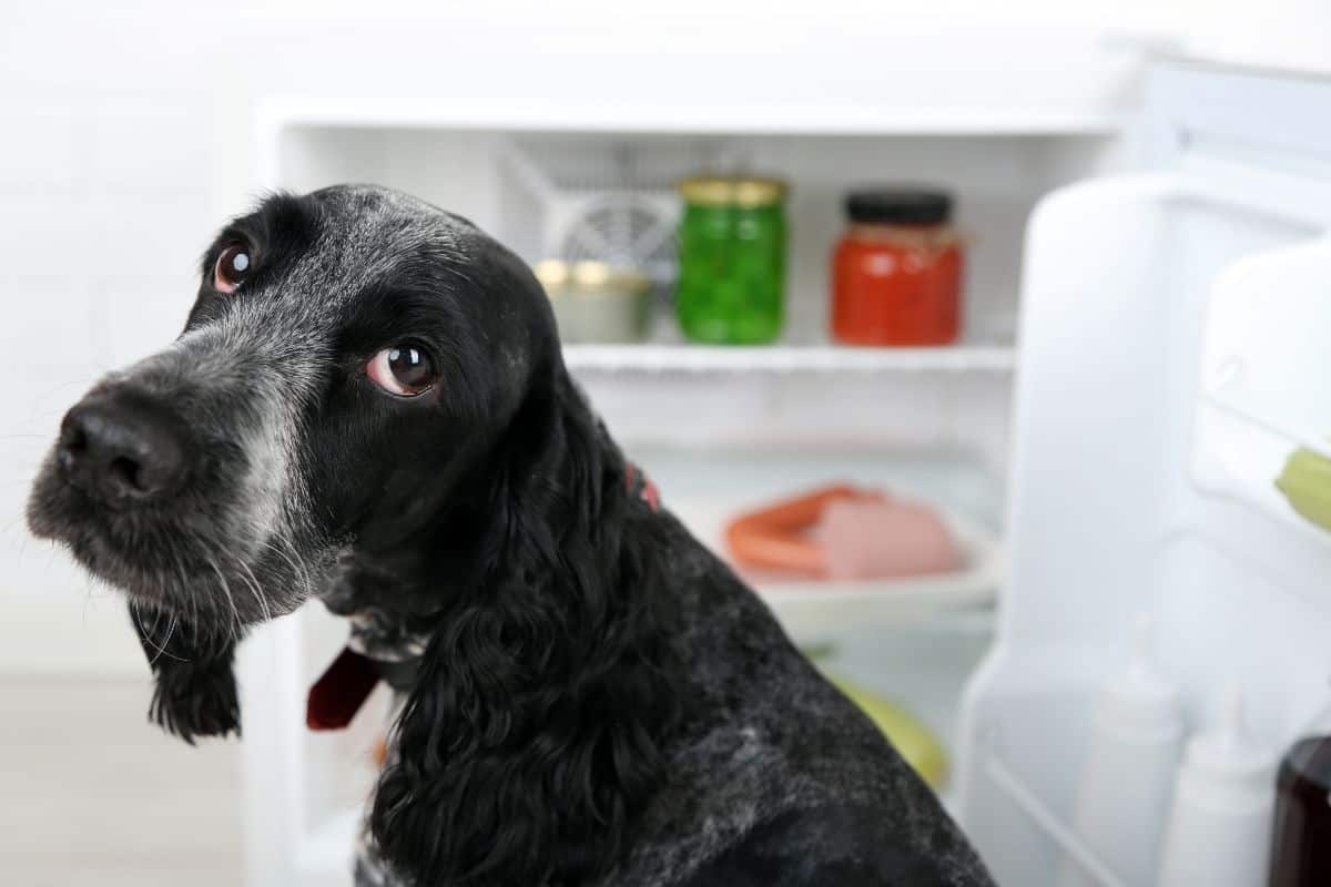 Does Pet Tinic Need To Be Refrigerated 7 Reasons Why Canned Dog Food Needs To Be Refrigerated - Mr Dog Food