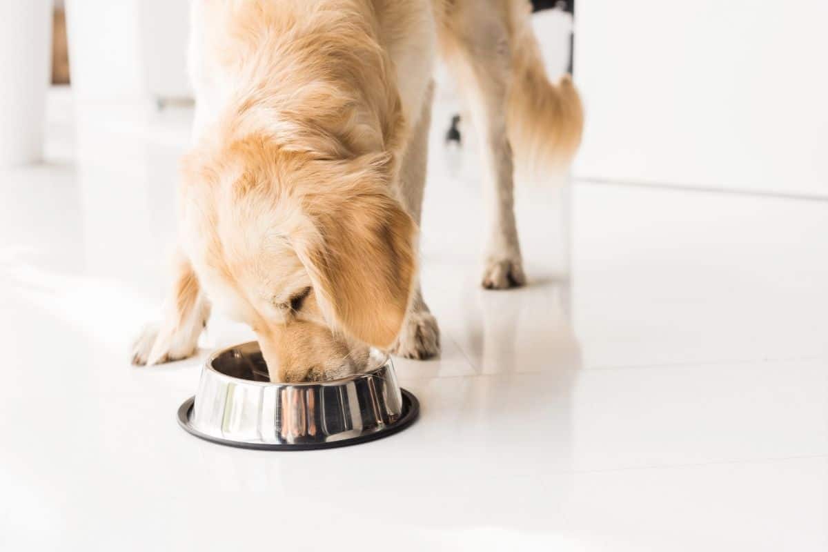 canned dog food without chicken