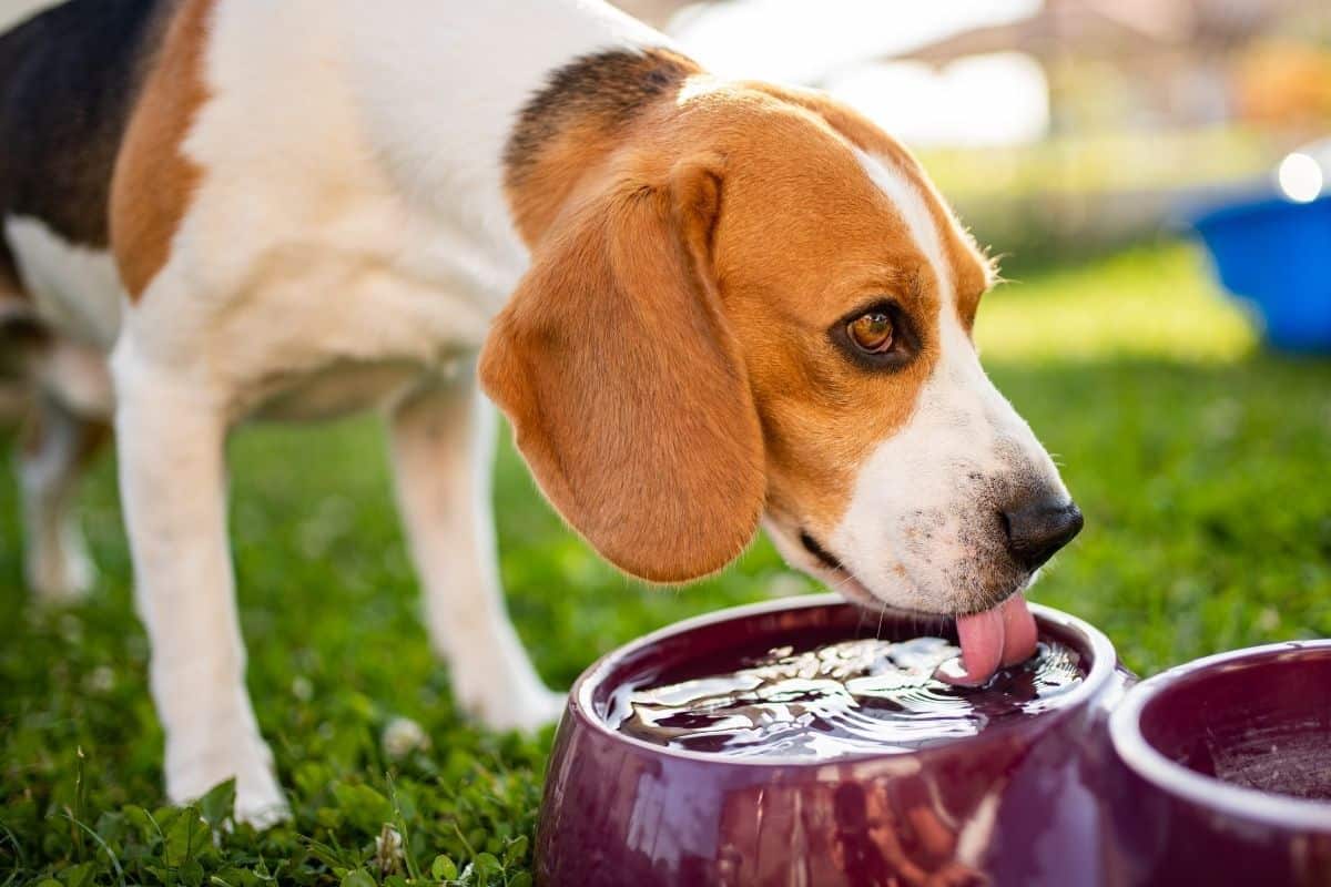 can-a-dog-go-8-hours-without-water-mr-dog-food