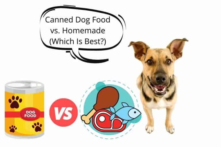 canned-dog-food-vs-homemade-which-is-best-mr-dog-food