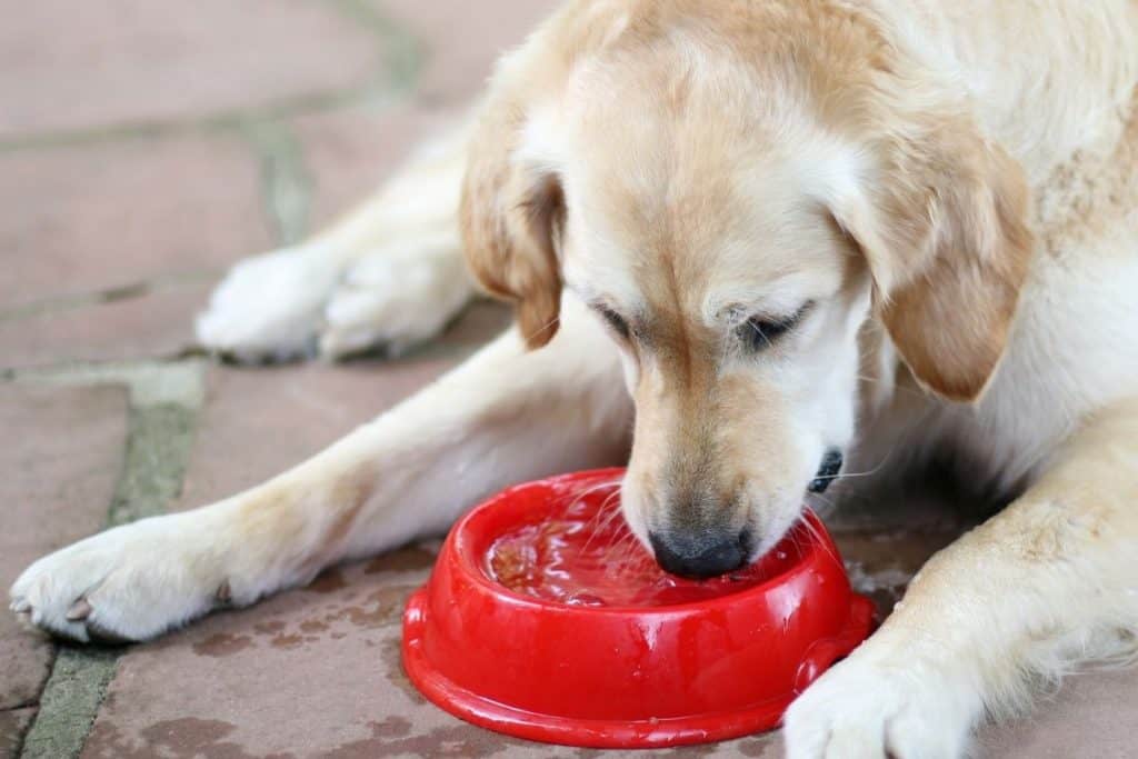 Dog drinking water from a red bowl