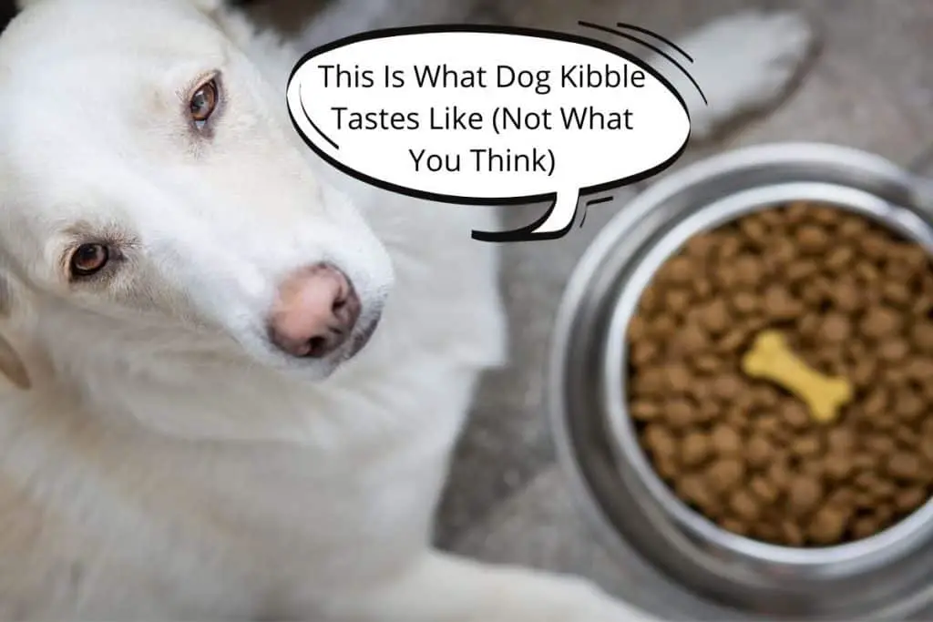 Dog, kibble and a speach bubble "This Is What Dog Kibble Tastes Like (Not What You Think)