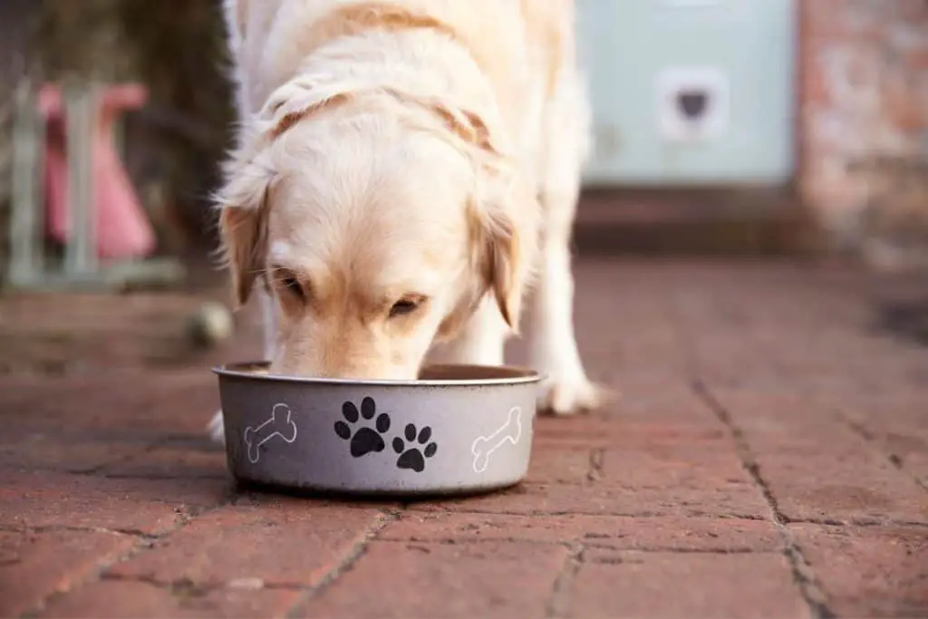 Picture of a dog eating kibble from a bowl