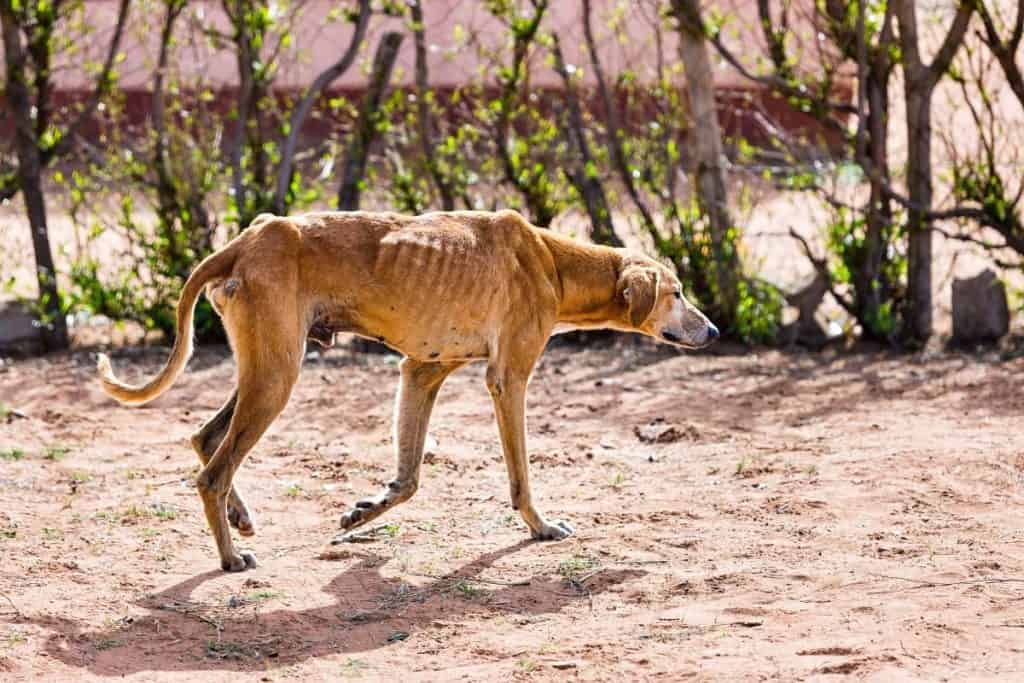 Picture of a starving dog