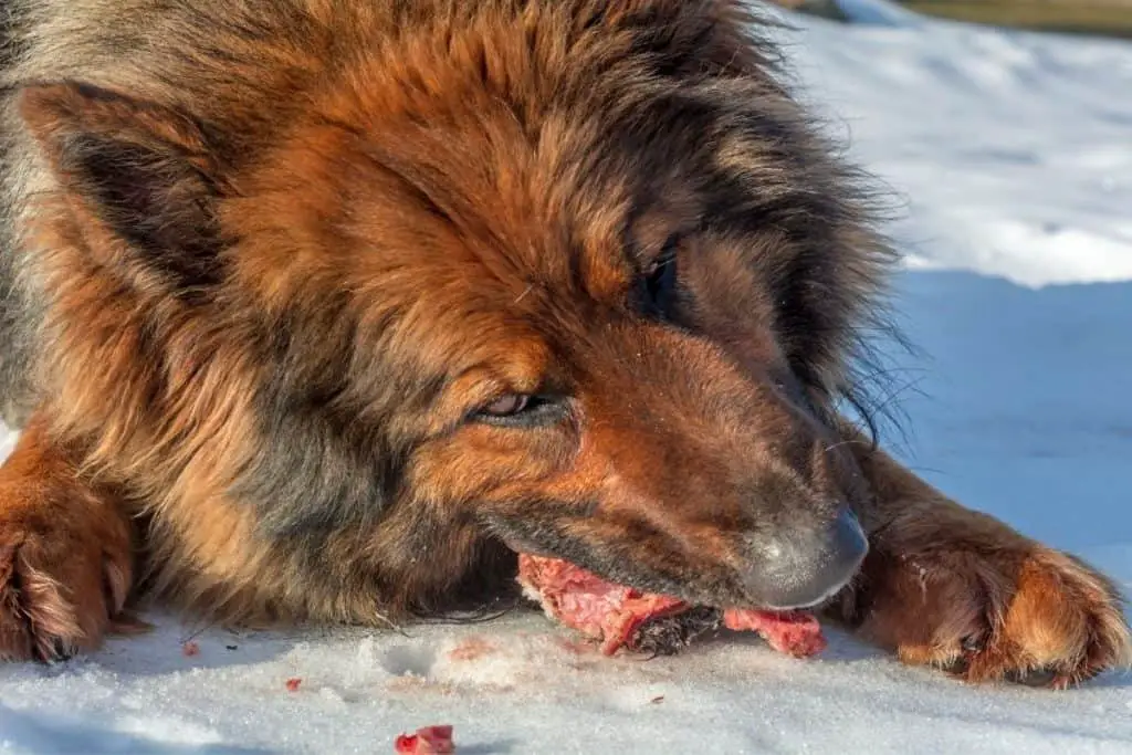 Dog eating raw meat