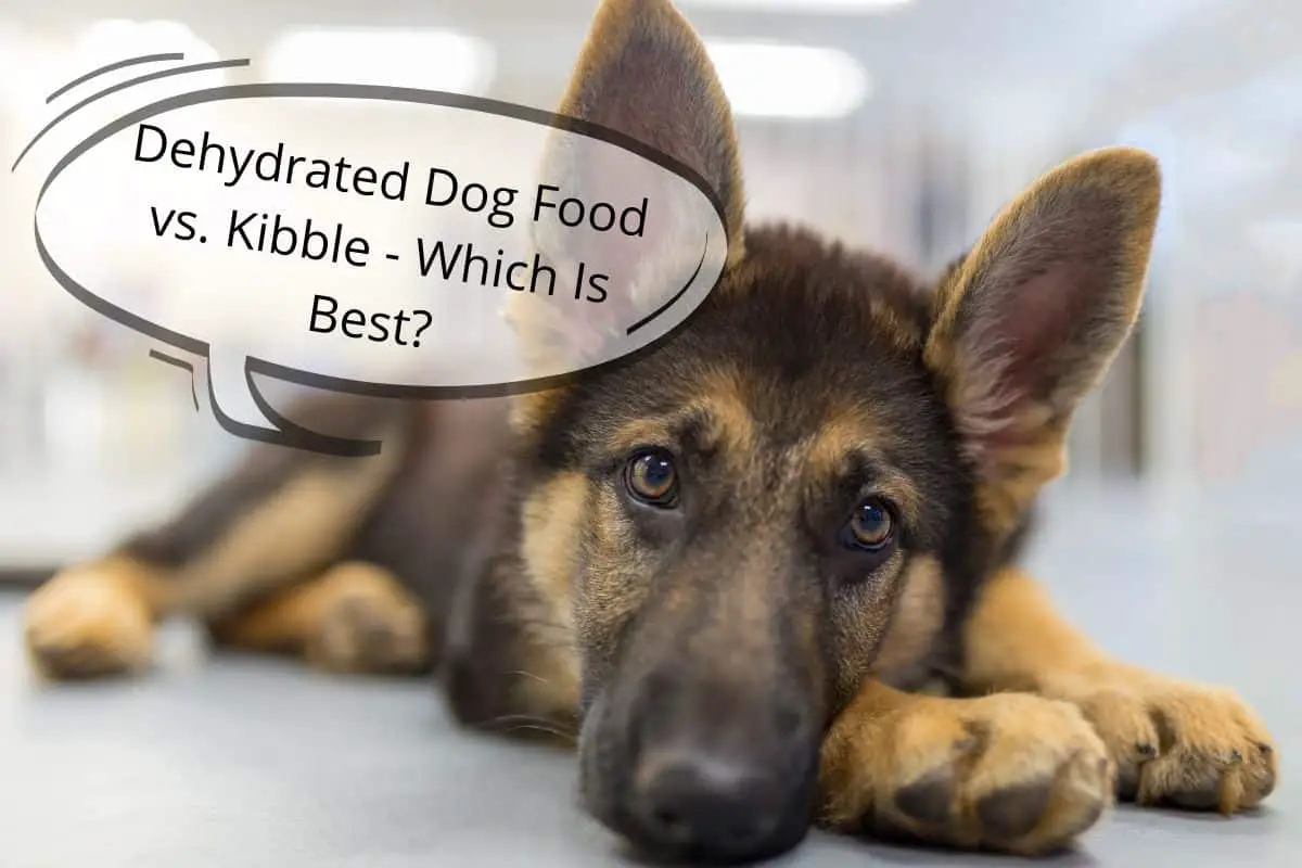 Dehydrated Dog Food vs. Kibble Which Is Best? Mr Dog Food