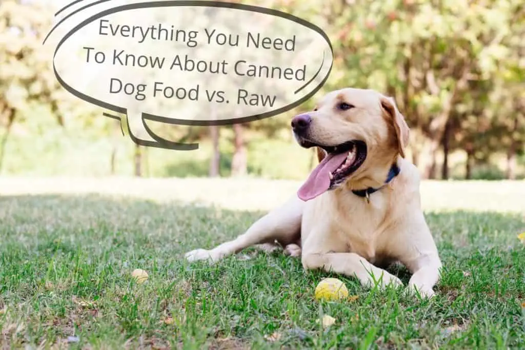 Dog with a speechbubble saying "Everything You Need To Know About Canned Dog Food vs. Raw"