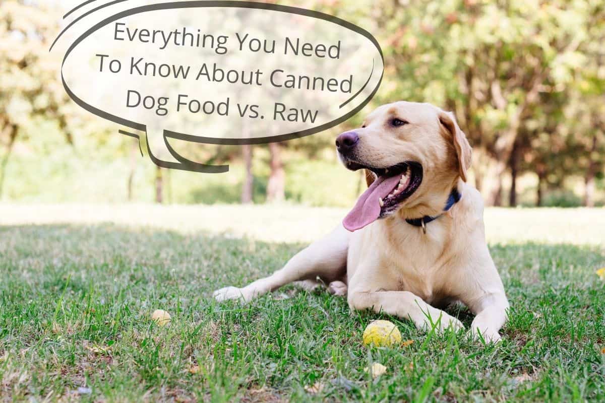 Everything You Need To Know About Canned Dog Food vs. Raw Mr Dog Food