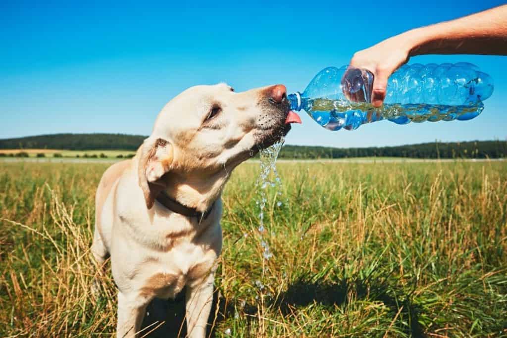 dog-water-at-night-when-to-cut-them-off-mr-dog-food