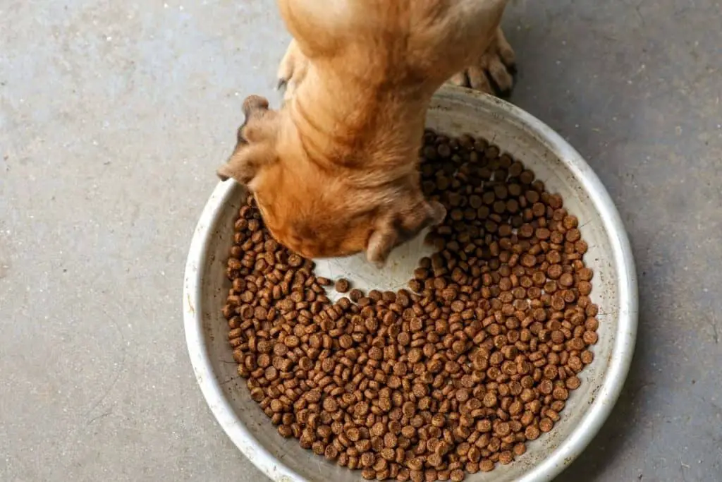 free-feeding-a-dog-what-it-means-and-why-it-is-practiced-mr-dog-food