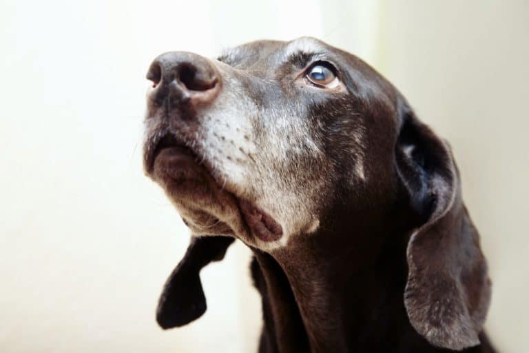 6 Reasons Why Your Elderly Dog Is So Hungry Mr Dog Food