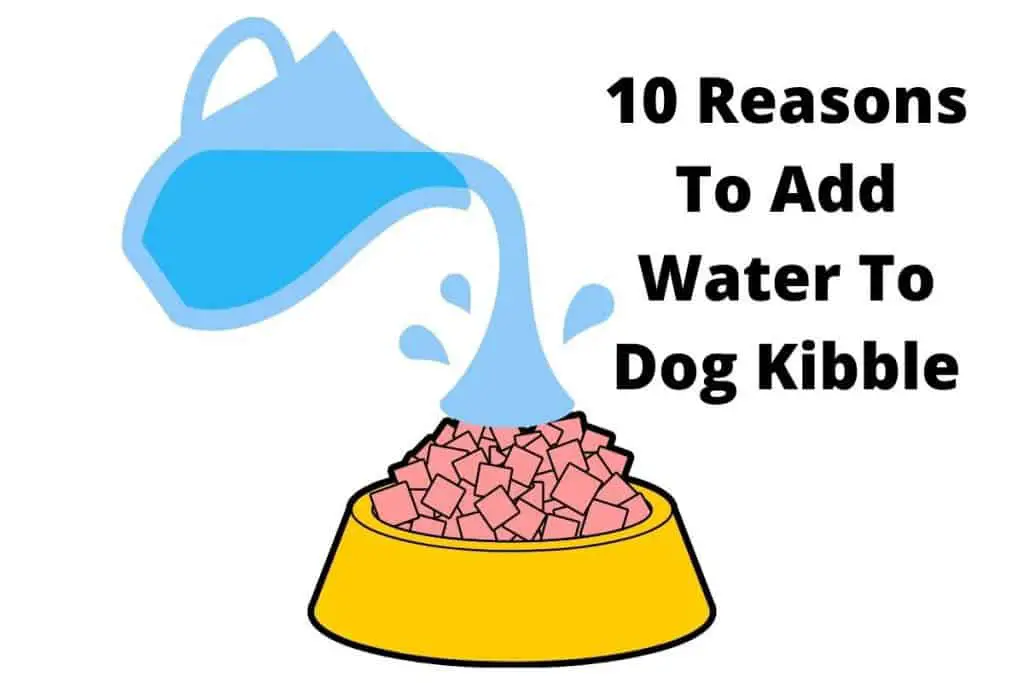 Pouring water on kibble