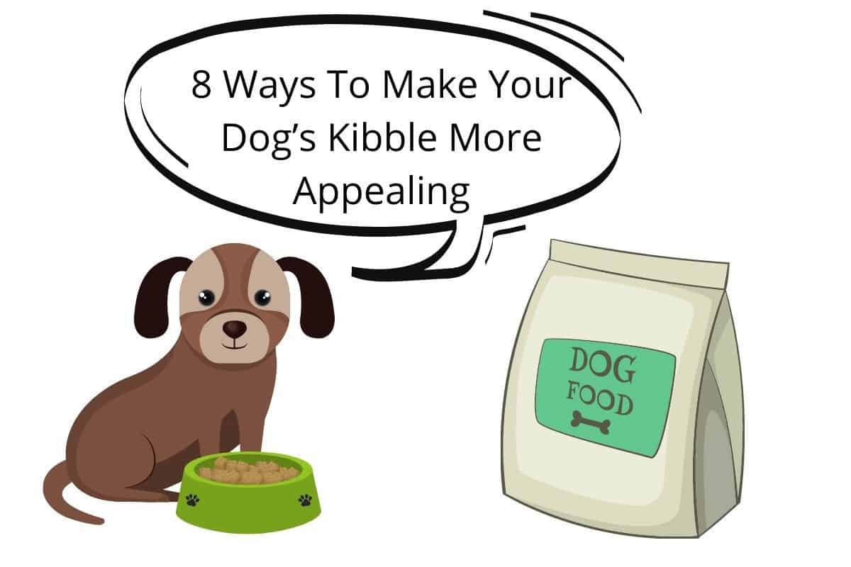 8 Ways To Make Your Dog’s Kibble More Appealing Mr Dog Food