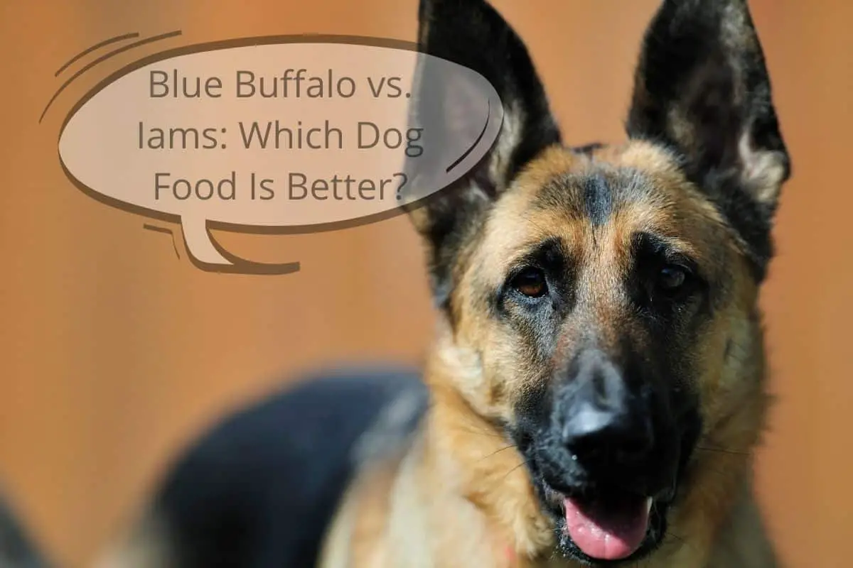 German shepherd speech bubble "Blue Buffalo vs. Iams: Which Dog Food Is Better?"