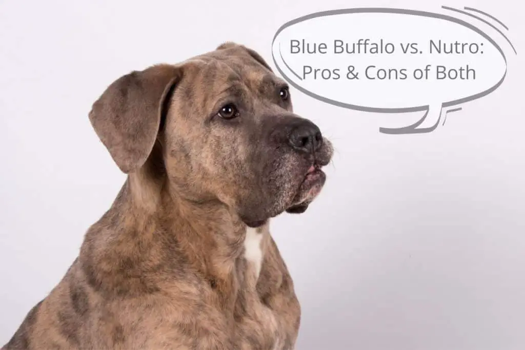 dog and a speech bubble"Blue Buffalo vs. Nutro"
