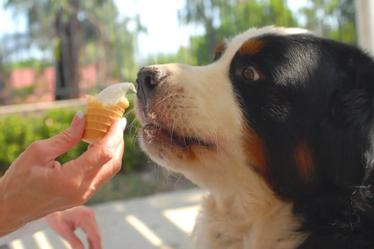Dog Eating Ice Cream