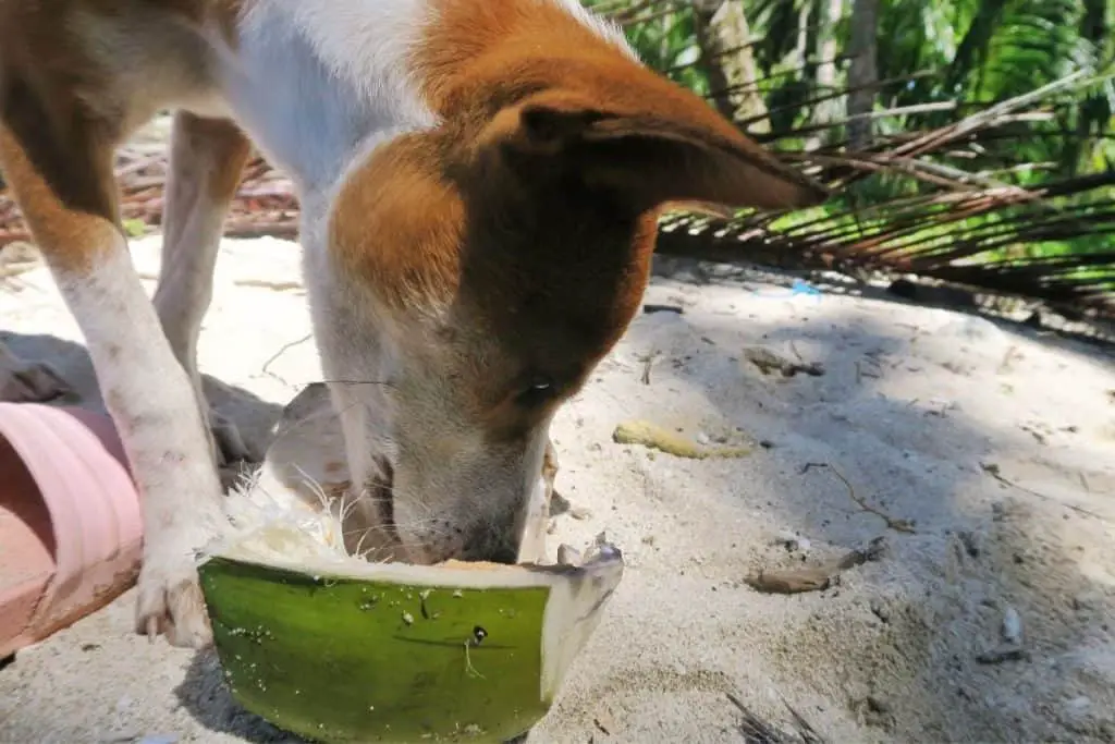 Dog drinking from a coconut