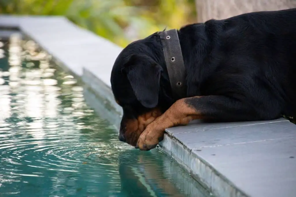 Dog drinking from a pool