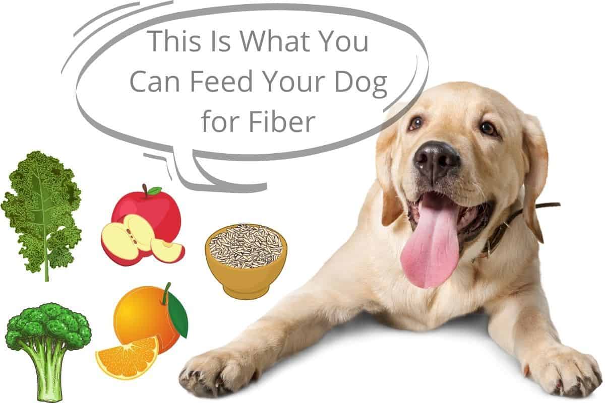 this-is-what-you-can-feed-your-dog-for-fiber-mr-dog-food