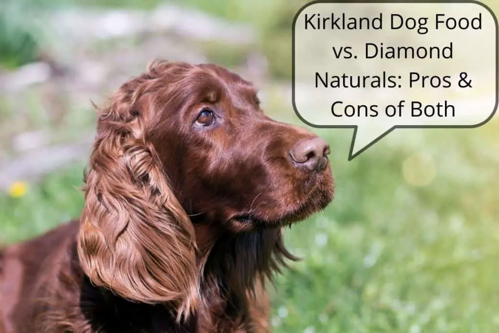 Dog speech bubble "Kirkland Dog Food vs. Diamond Naturals: Pros & Cons of Both"