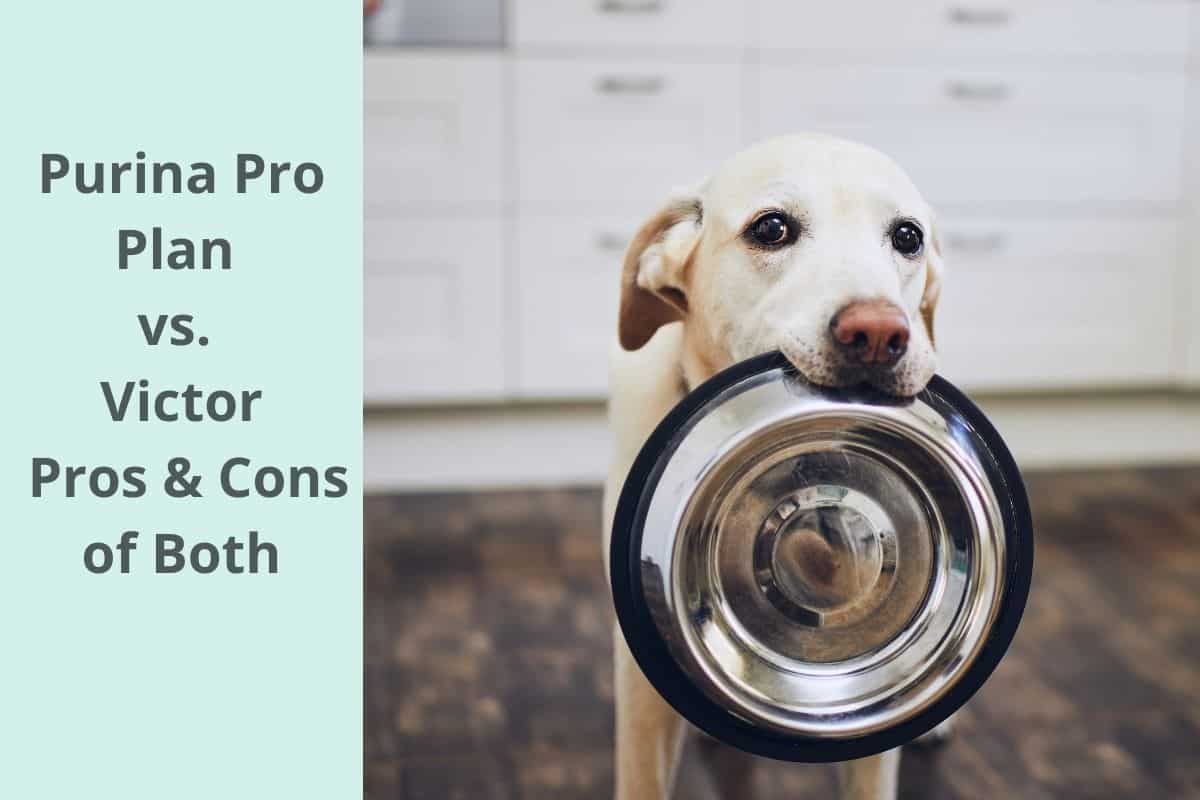 Purina Pro Plan vs. Victor Pros & Cons of Both Mr Dog Food