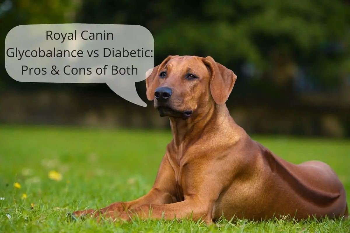 royal canin glycobalance dog food