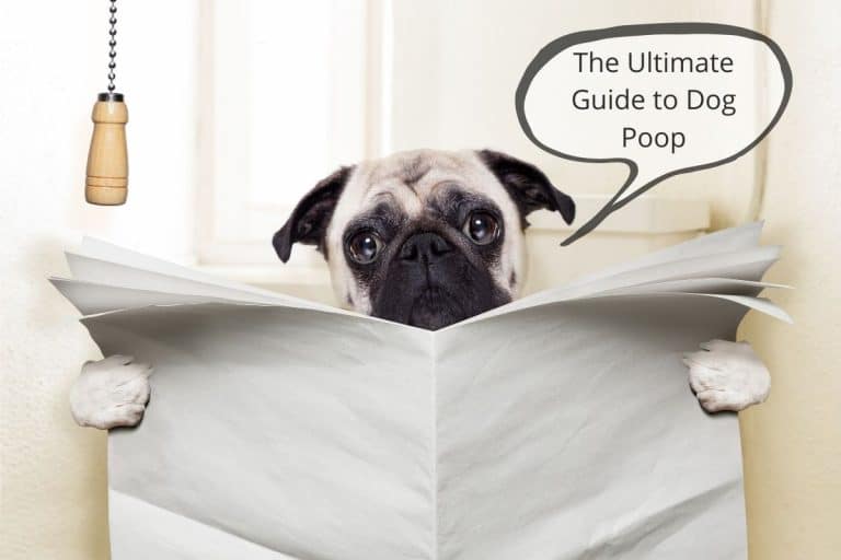 The Ultimate Guide to Dog Poop (With Diet Examples) – Mr Dog Food