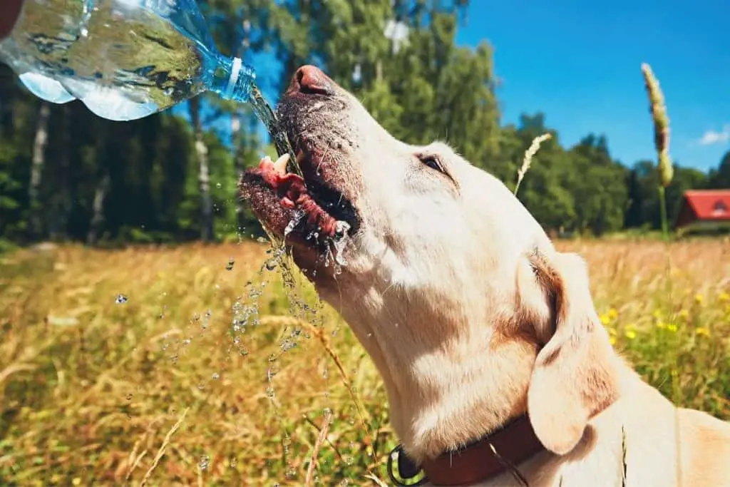 Dog drinking water from a bottle