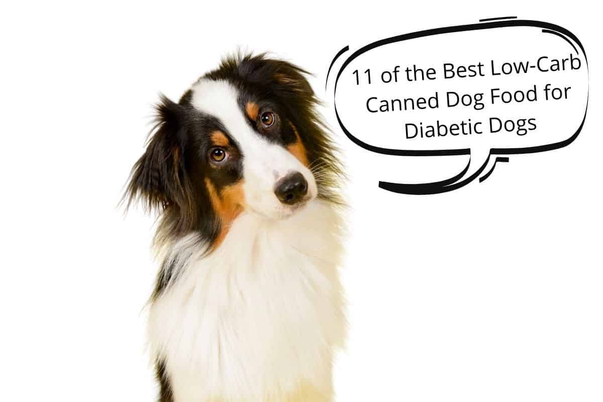 what are the best carbohydrates for dogs