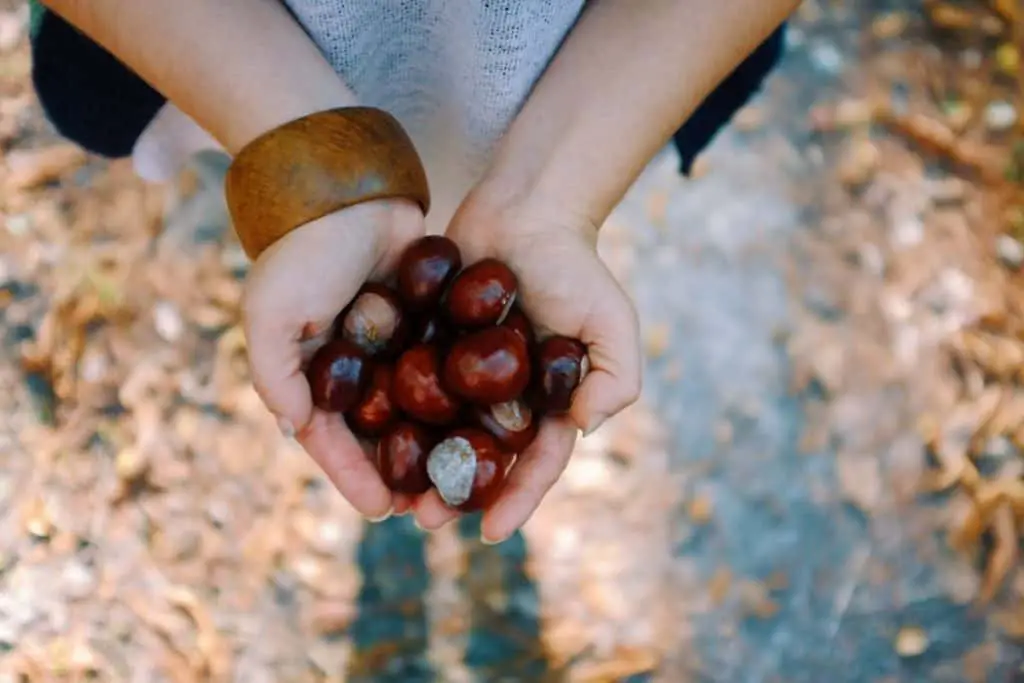 a handful of chestnuts