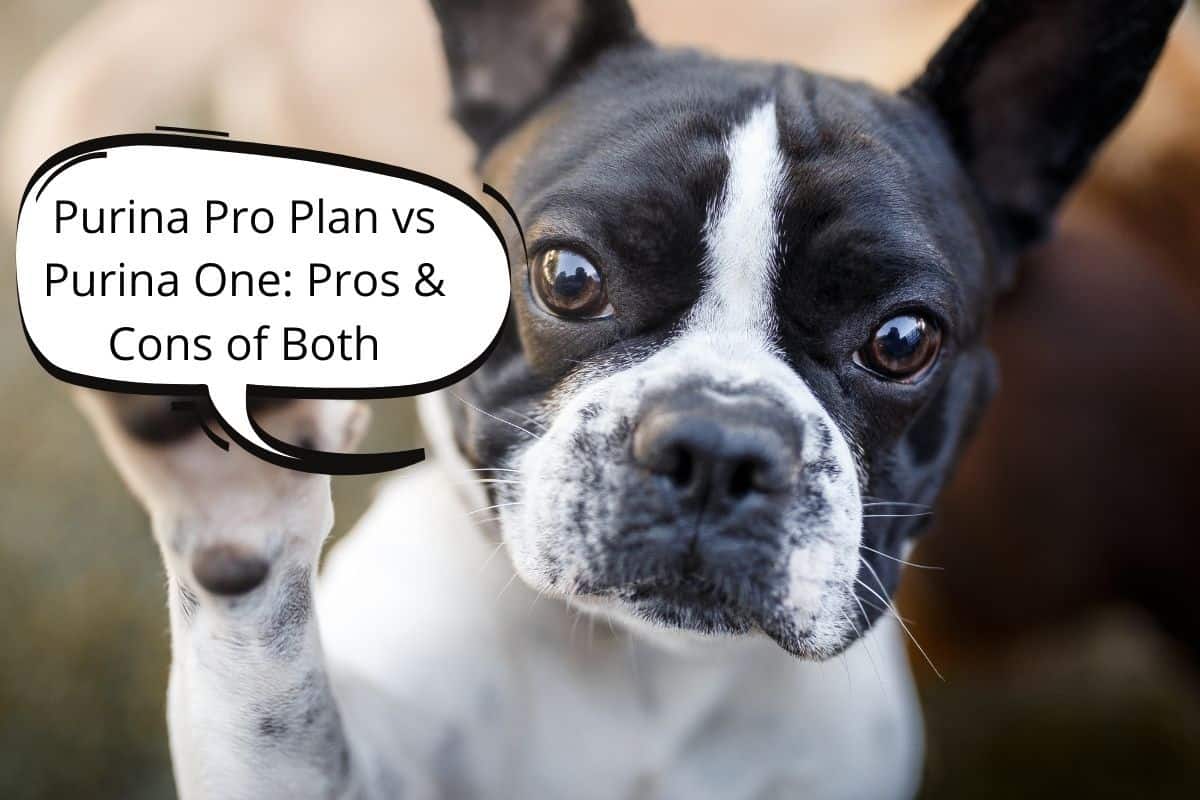 Purina Pro Plan vs Purina One: Pros & Cons of Both - Mr Dog Food