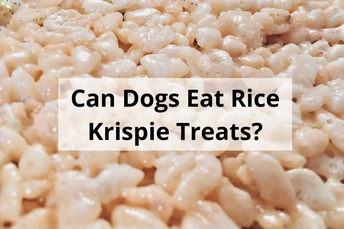 Can Dogs Eat Rice Krispie Treats