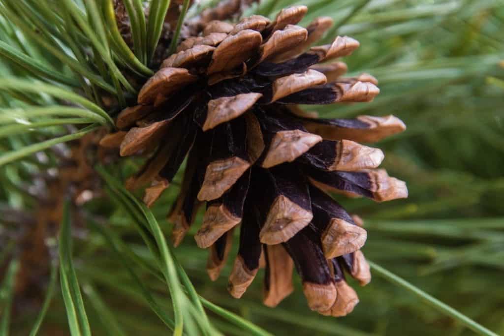 Will chewing dried pine cone hurt my dog