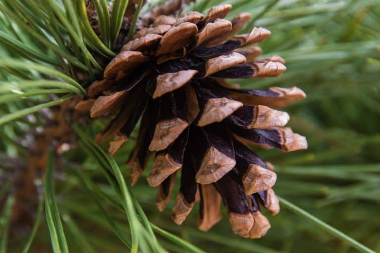 My Dog Ate a Pine Cone: Here’s What To Do About It – Mr Dog Food