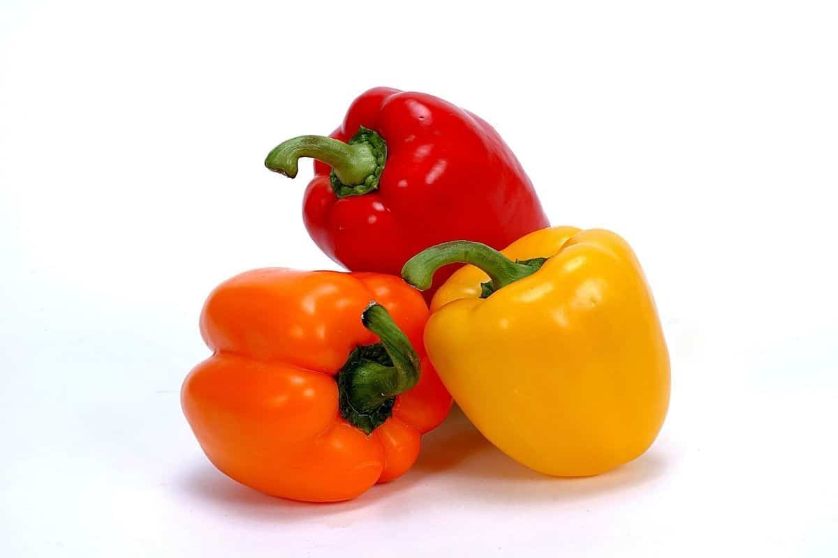 Can Dogs Eat Bell Peppers? We Asked the Experts Mr Dog Food